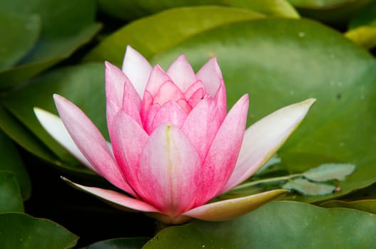 Shot of the white water lily on the water