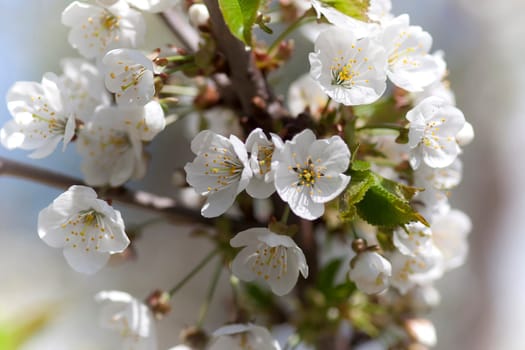 Detail of the flowering cherry