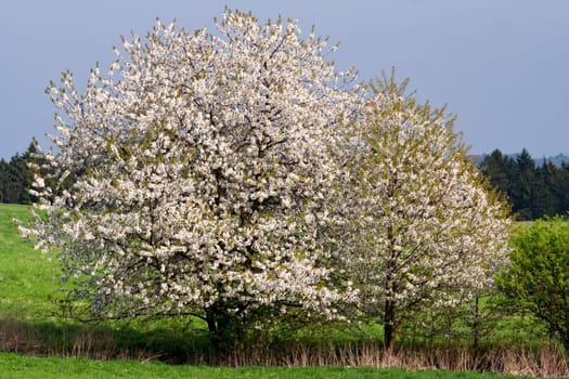 Shot of the flowering landscape with blossoming trees - covered in blossom