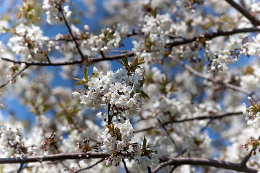 Detail of the full-blown branch