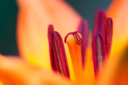 Detail - close-up - of the bloom of lily