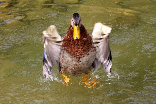 Bathing Mallard