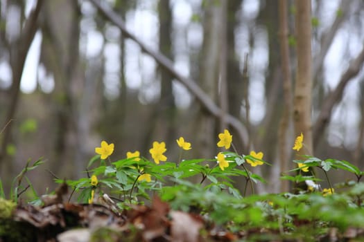blooming yellow anemones in spring