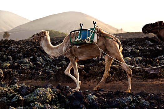 caravan of camels in sunset returning home in the stable at Timanfaya national park