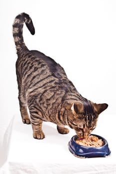 hungry cat eating from the food bowl