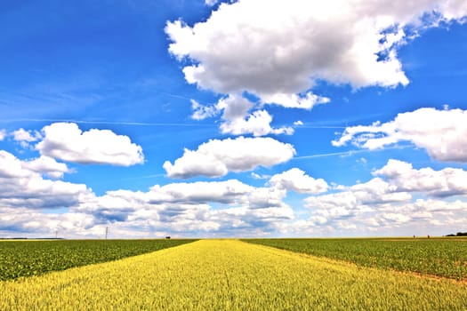 corn field in summer with blue sky and clouds