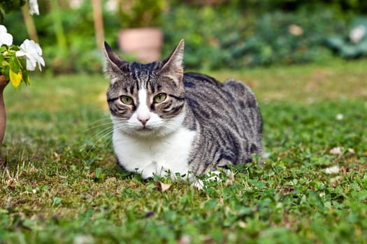 cute cat lying on grass in the garden