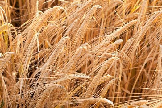 corn field detail before crop