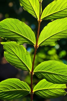 beautiful leaves of a hazlenut tree in detail