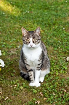 cute cat lying on grass in the garden