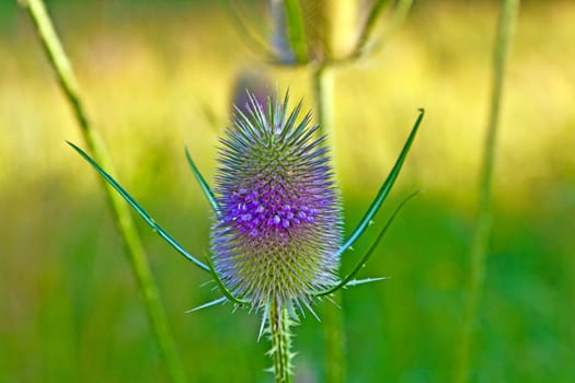 beautiful thistle in wild flower meadow
