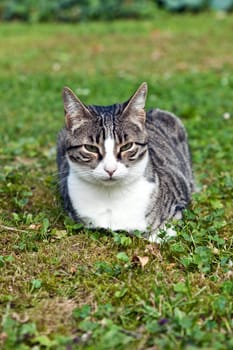 cute cat lying on grass in the garden