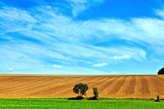 landscape with row of trees in a farming area under blue sky
