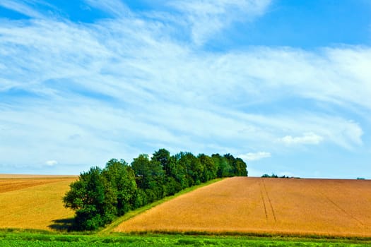 landscape with row of trees in a farming area under blue sky