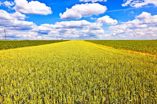 corn field in summer with blue sky and clouds