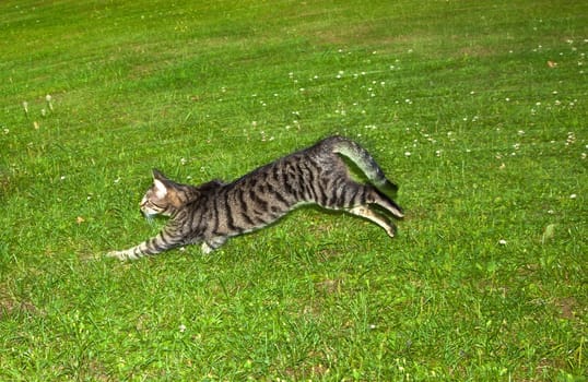 cat watching and hunting by night