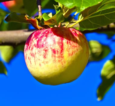 ripe apple hanging on the apple tree