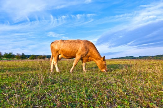 Portrait of nice brown cow in a field
