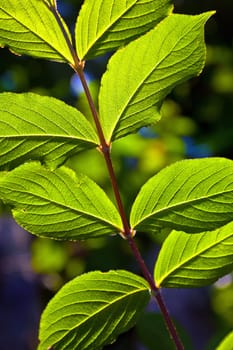 beautiful leaves of a hazlenut tree in detail