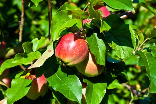 red apples hanging on the apple tree