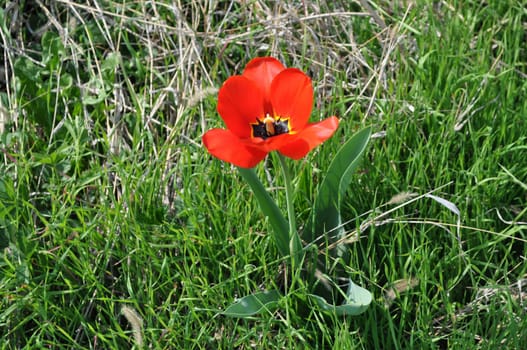 Papaver flower genus of the poppy family Papaveraceae
