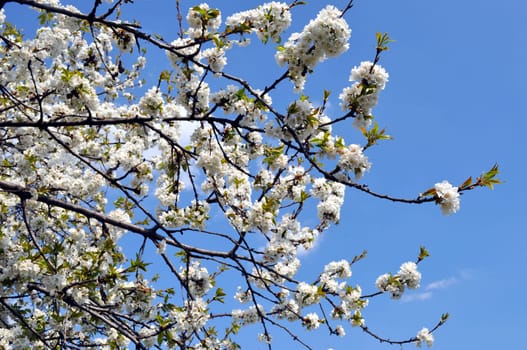 Cherry tree flowers, plant of genus Prunus