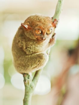 Funny Philippine tarsier (Tarsius syrichta). Bohol. Philippines