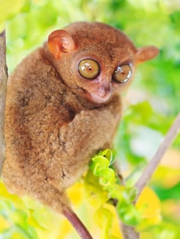 Funny Philippine tarsier (Tarsius syrichta). Bohol. Philippines