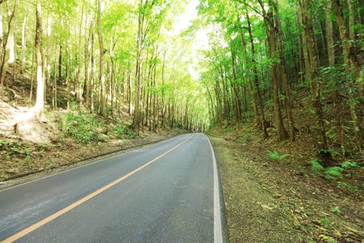 Road in the tropical rainforest. Bohol. Philippines.