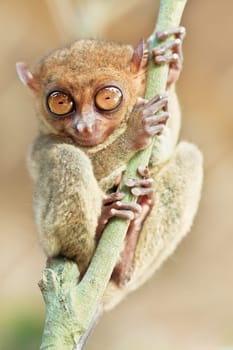 Funny Philippine tarsier (Tarsius syrichta). Bohol. Philippines