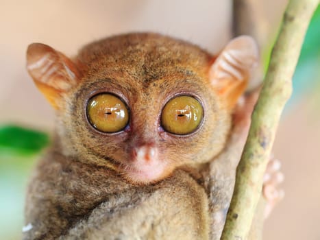 Funny Philippine tarsier (Tarsius syrichta). Bohol. Philippines