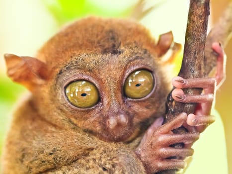 Funny Philippine tarsier (Tarsius syrichta). Bohol. Philippines