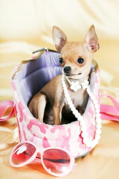 Funny Chihuahua puppy. The smallest breed of dog
