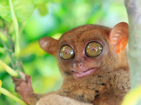 Funny Philippine tarsier (Tarsius syrichta). Bohol. Philippines