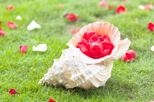 Two wedding rings inside of the seashell