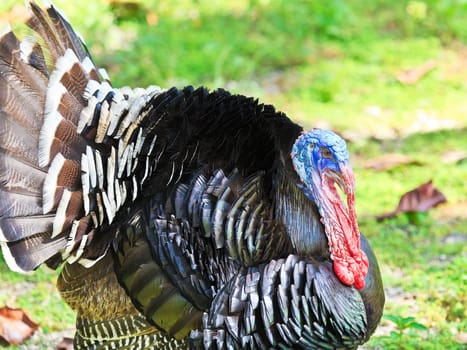 Male turkey. Green grass on the background