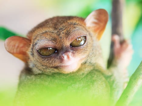 Funny Philippine tarsier (Tarsius syrichta). Bohol. Philippines