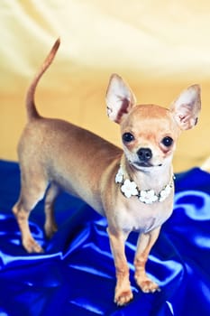 Funny Chihuahua puppy. The smallest breed of dog