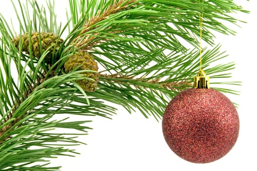 pine branch with red bauble over white