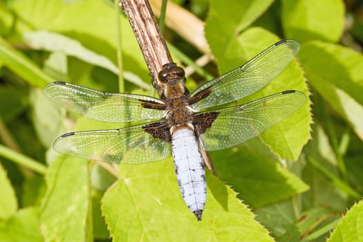 blue dragon fly sitting on a branch
