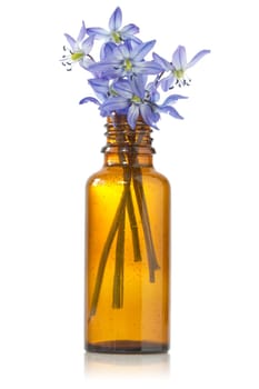 blue hepatica flowers in a bottle on white background