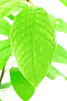 close-up of a green wet and bright leaf