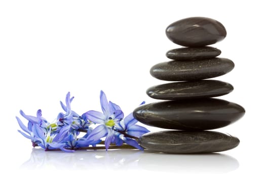 black stones and  blue  flowers  on white background