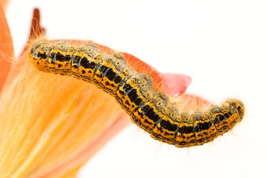 colorful caterpillar on flower,isolated over white