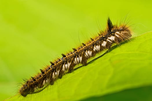 hairy caterpillar crawling on a green leaf