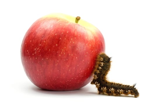 brown hairy caterpillar climb to the apple
