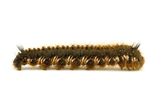 Big hairy caterpillar isolated on white background