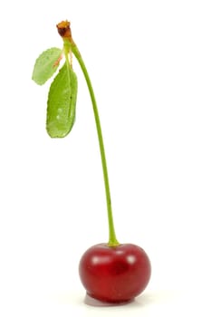 single red cherry isolated over white background