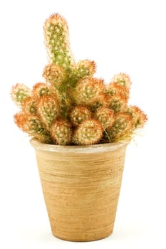 Green spikey cactus in a plant pot