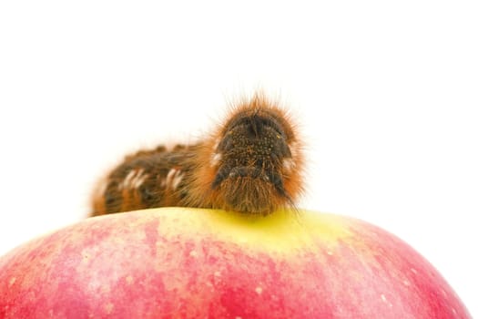 close-up of caterpillar on the red apple,over white